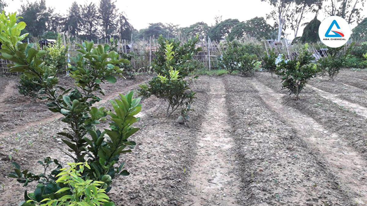 Kỹ thuật làm đất trồng bưởi: Bí quyết đạt năng suất cao và chất lượng quả vượt trội Làm đất tơi xốp, bổ sung dinh dưỡng qua phân hữu cơ giúp rễ bưởi phát triển mạnh, hấp thụ chất dinh dưỡng hiệu quả