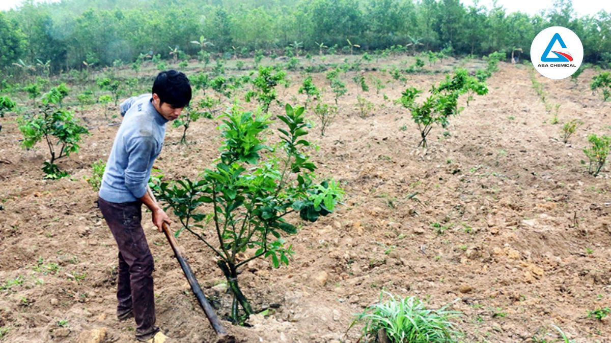 Kỹ thuật làm đất trồng bưởi: Bí quyết đạt năng suất cao và chất lượng quả vượt trội Đào hố rộng 60-80 cm, sâu 60-80 cm, khoảng cách giữa các hố 4-5 m (mật độ 400-500 cây/ha).