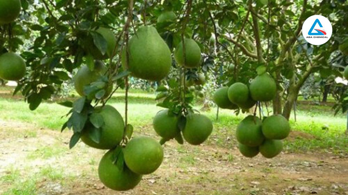ky-thuat-lam-dat-trong-buoi