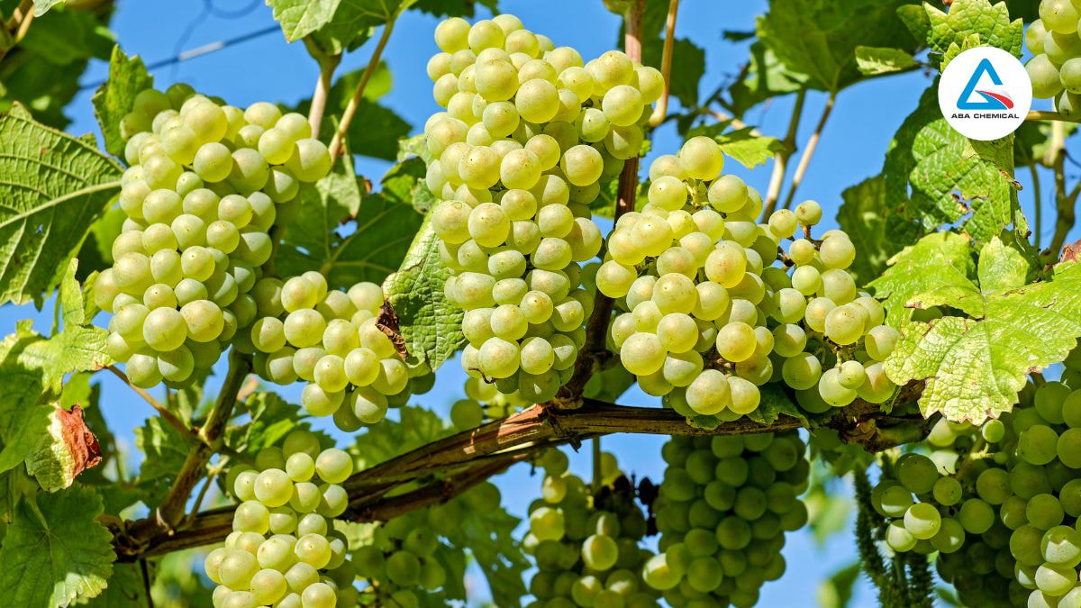 Kỹ thuật nhân giống cây nho