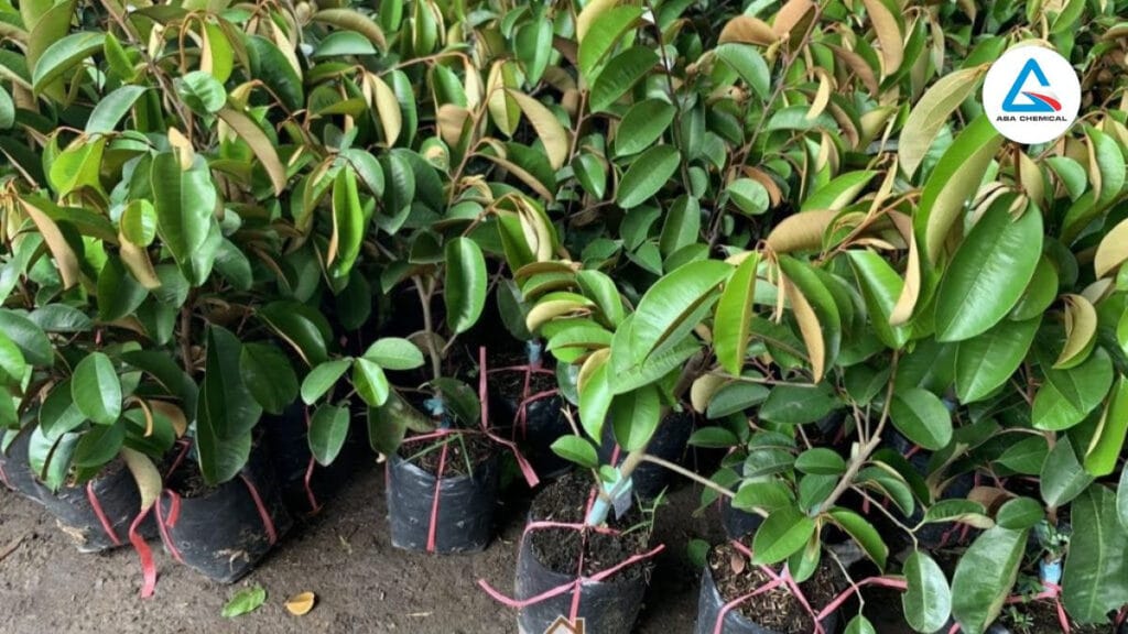 Kỹ thuật nhân giống cây vú sữa