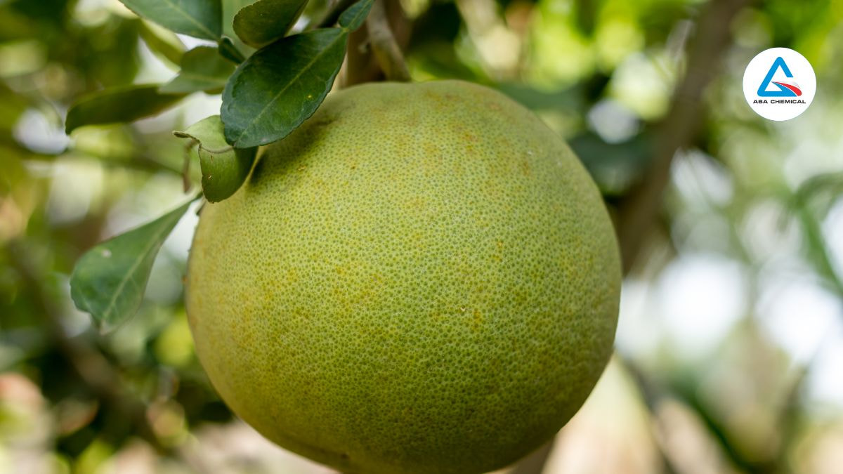 Kỹ thuật thu hoạch bưởi hiệu quả