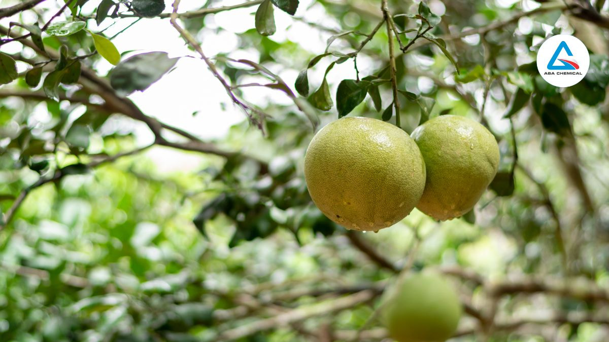 Kỹ thuật thu hoạch bưởi hiệu quả