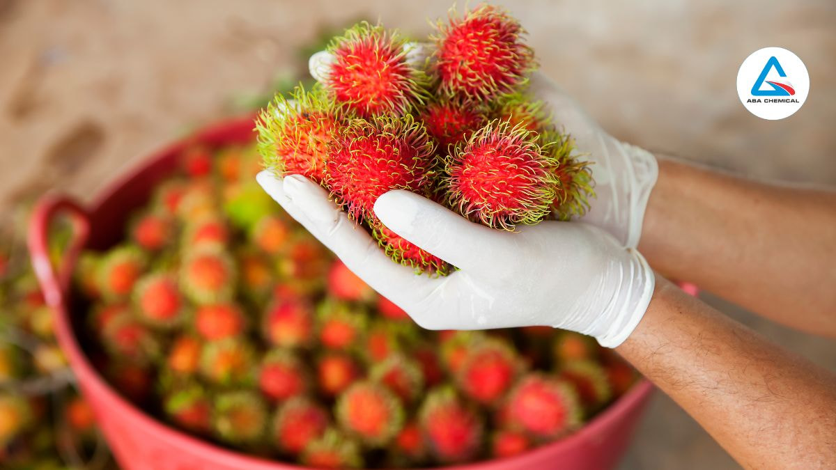 Kỹ thuật thu hoạch chôm chôm hiệu quả