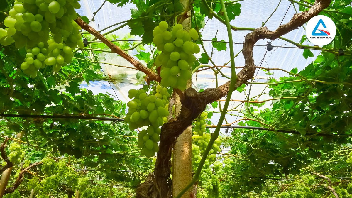 Kỹ thuật trồng cây nho