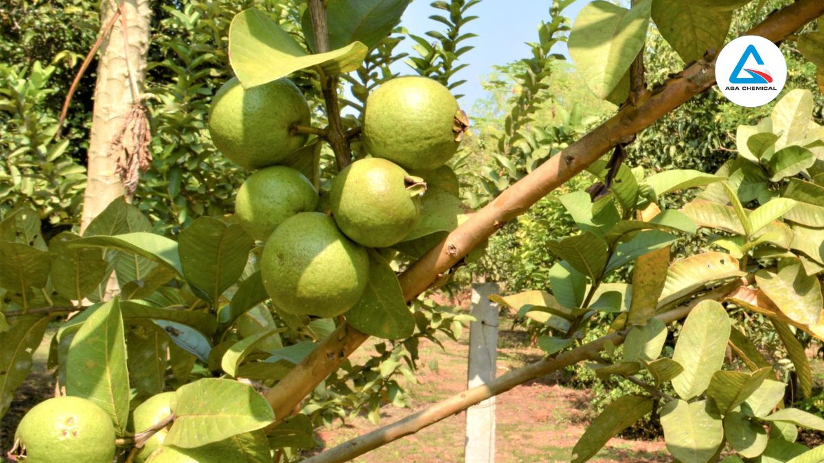 Kỹ thuật trồng cây ổi