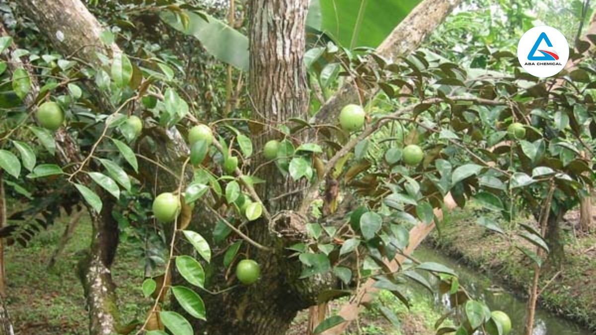 Cây thân gỗ, tán rộng, rễ ăn sâu, cần không gian lớn (khoảng cách 6-8 m/cây).
