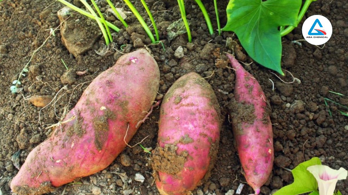 Miễng kiếng hại khoai lang