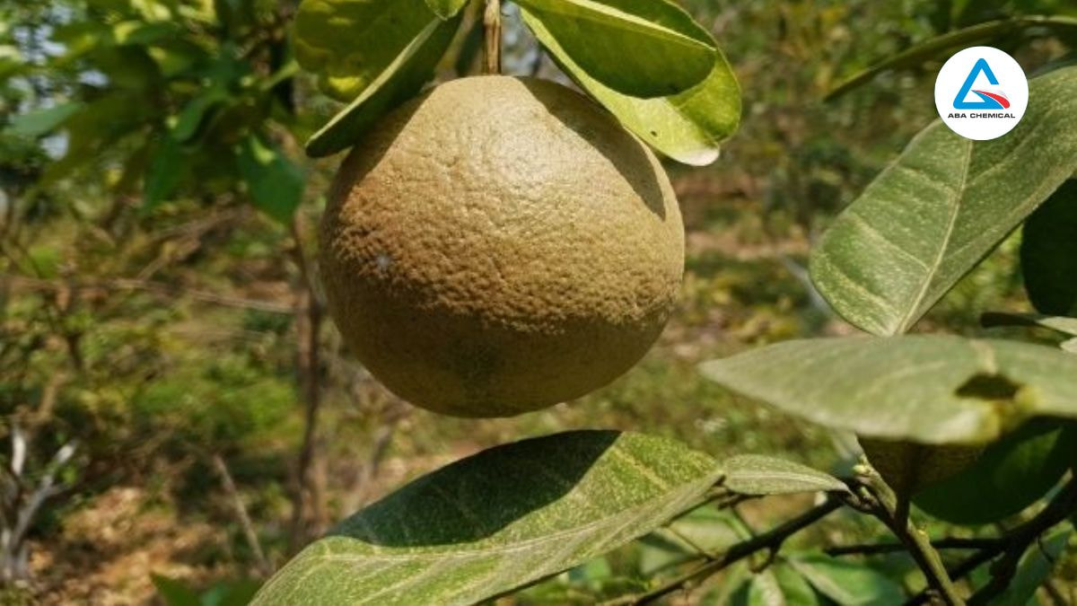  Nhện chích hút dịch từ lá non, cành non, và trái, làm lá vàng, cành khô, và vỏ trái sần sùi.
