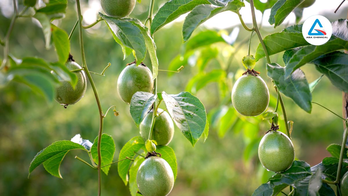 Nhện đỏ gây hại chanh dây