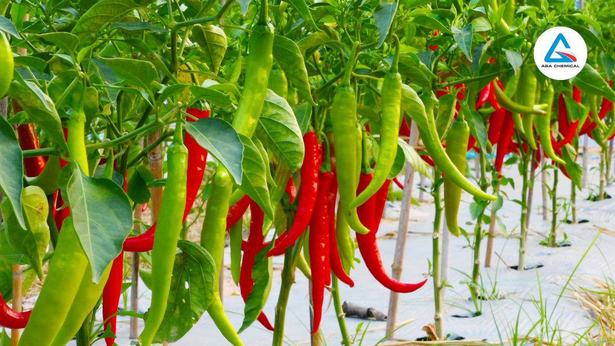 Nhện đỏ hại ớt - Triệu chứng, Nguyên nhân và Biện pháp phòng trừ hiệu quả Nhện đỏ hại ớt