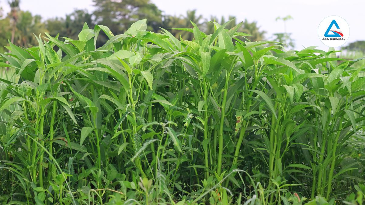 Nhện đỏ hại rau muống - Nguyên nhân, Tác hại và Giải pháp hiệu quả
