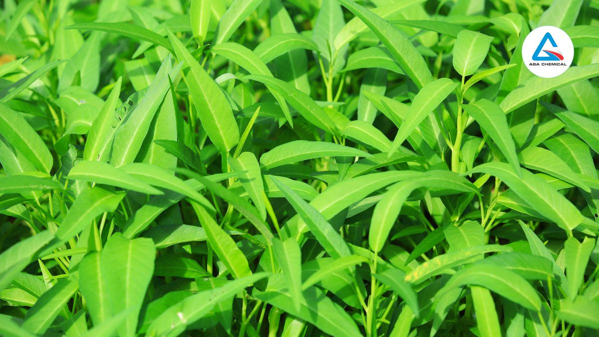 Nhện đỏ hại rau muống - Nguyên nhân, Tác hại và Giải pháp hiệu quả