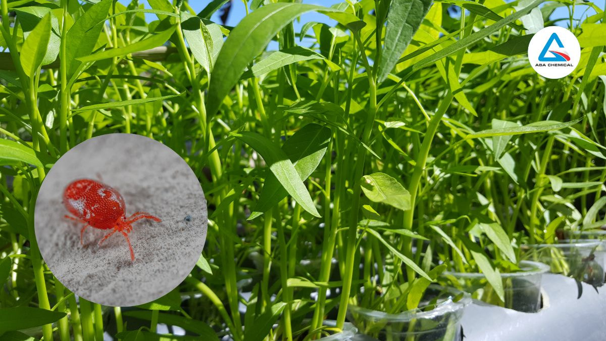 Nhện đỏ hại rau muống - Nguyên nhân, Tác hại và Giải pháp hiệu quả