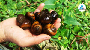 Ốc bươu vàng hại rau muống bí quyết phòng trừ thiệt hại-Abachemical