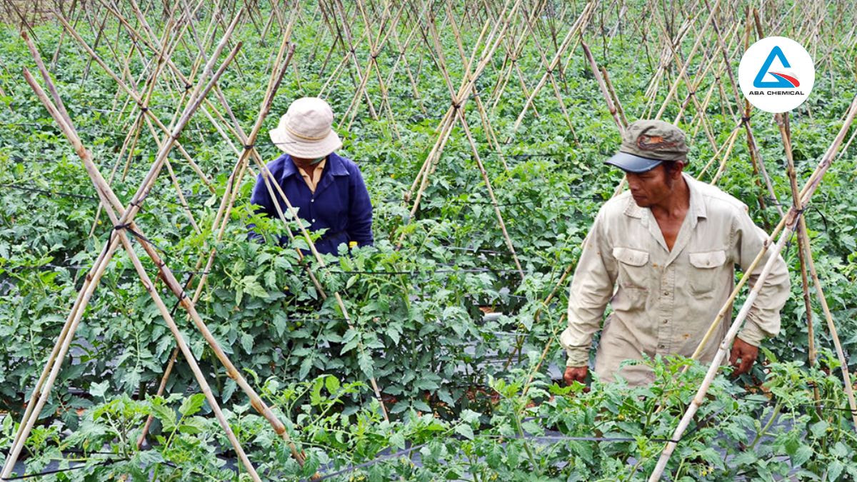 Thăm vườn thường xuyên, kiểm tra mặt dưới lá và đọt non, đặc biệt trong mùa mưa, để phát hiện sớm rầy mềm, xử lý ngay trước khi chúng lan rộng.