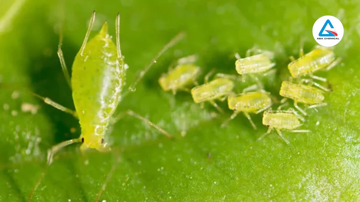 Rầy mềm hại khổ qua