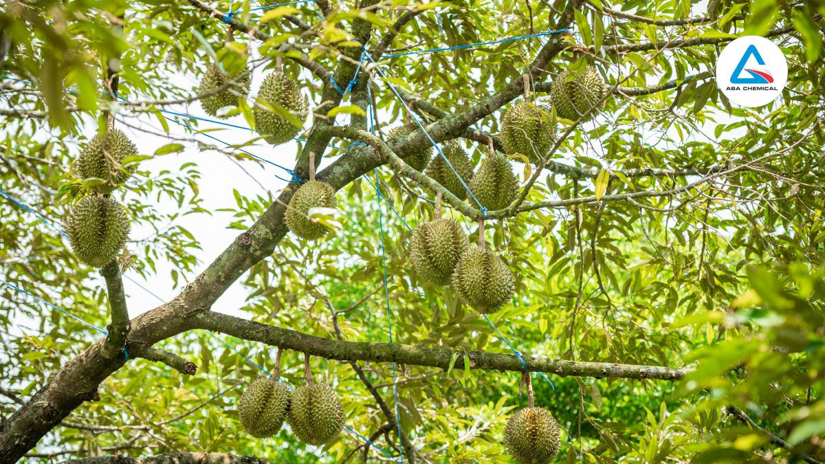 Rầy nhảy hại sầu riêng