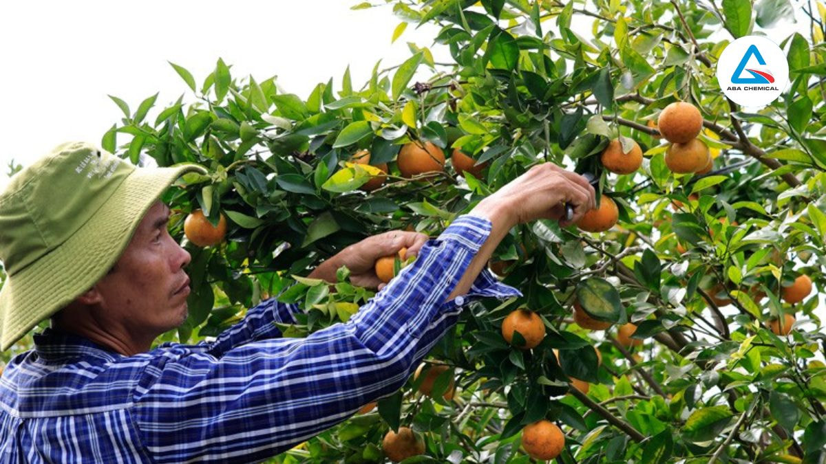 Kiểm tra vườn định kỳ, đặc biệt trong mùa mưa và giai đoạn ra đọt non, để phát hiện sớm trứng, ấu trùng