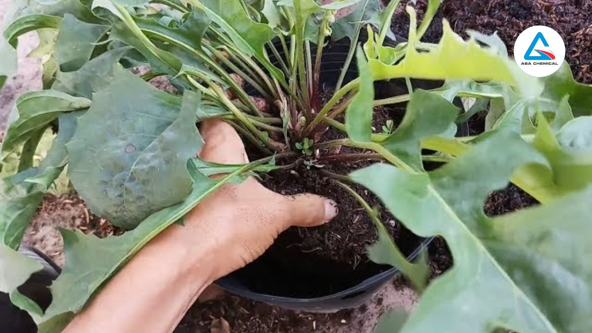  Lá non, nụ hoa xuất hiện rệp nhỏ màu xanh vàng, lá hơi xoăn, có lớp mật ngọt, không đạt tiêu chuẩn
