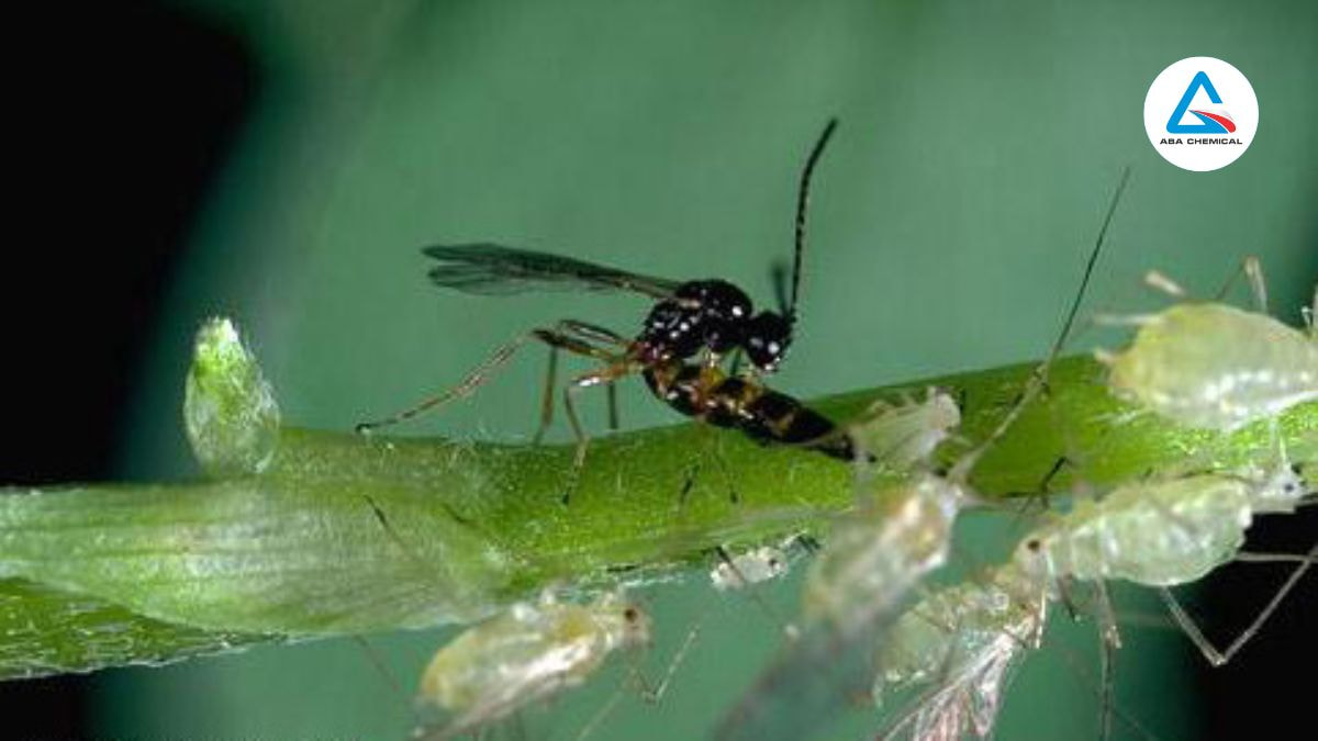 Thả thiên địch (Aphidius colemani, Chrysoperla carnea) để tiêu diệt rệp, vừa an toàn, giảm kháng thuốc, phù hợp tiêu chuẩn