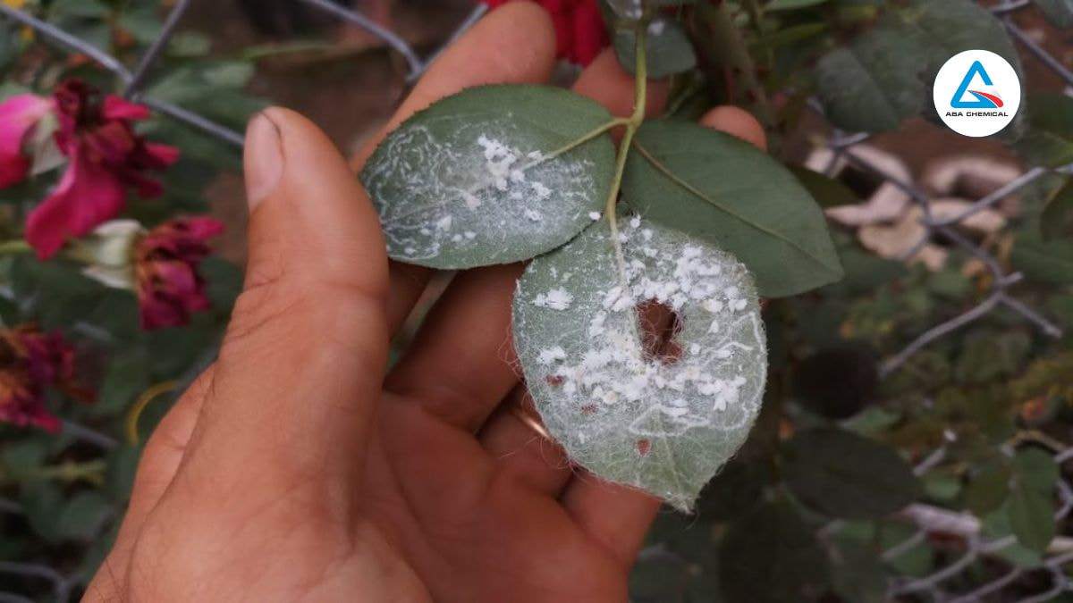 Rệp sáp hại hoa hồng: Nhận biết, hậu quả & cách phòng trừ hiệu quả-abachemical