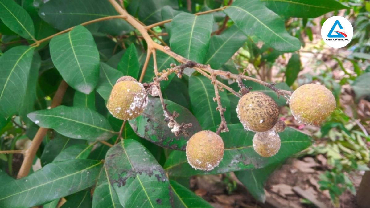 rep-sap-hai-nhan-abachemical