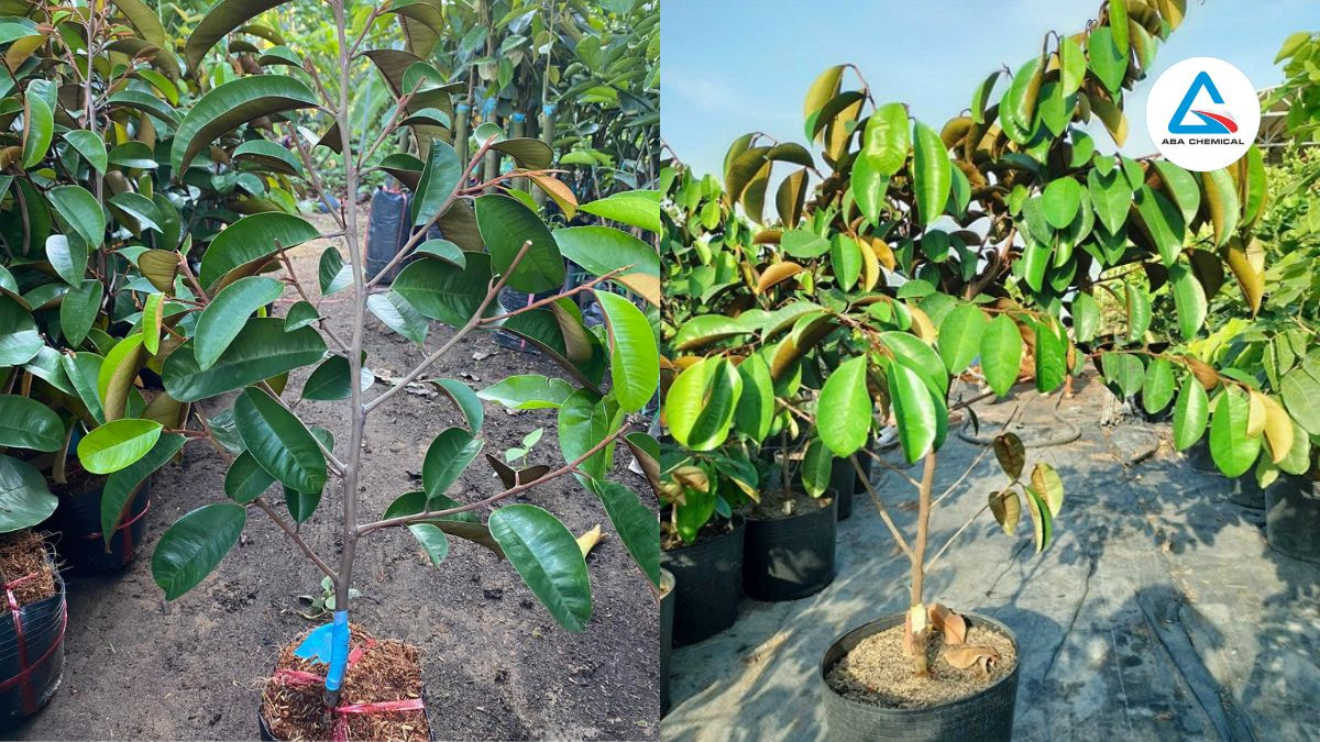 Rệp sáp hại vú sữa - Nhận biết, Tác hại