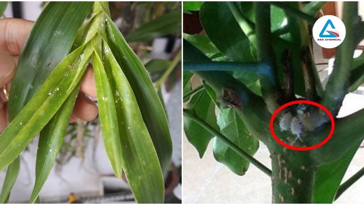 Rệp bám mặt dưới lá, cuống lá, giả hành, tạo màng trắng và đốm nhạt, đặc biệt ở lá già.