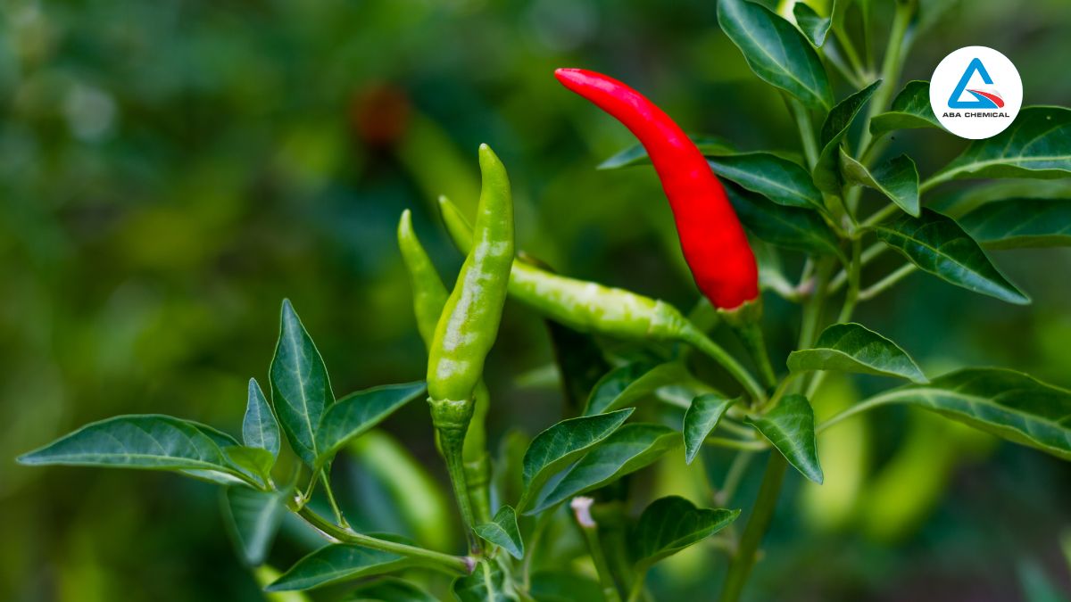 Ruồi đục lá ớt