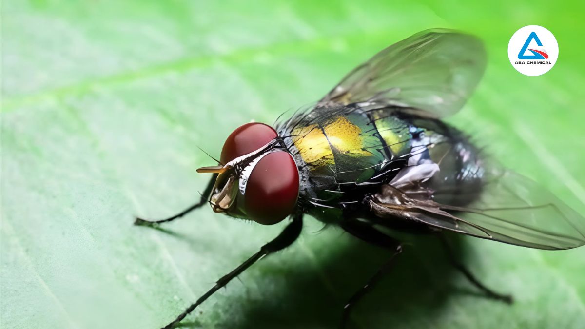 Ruồi đục lá ớt