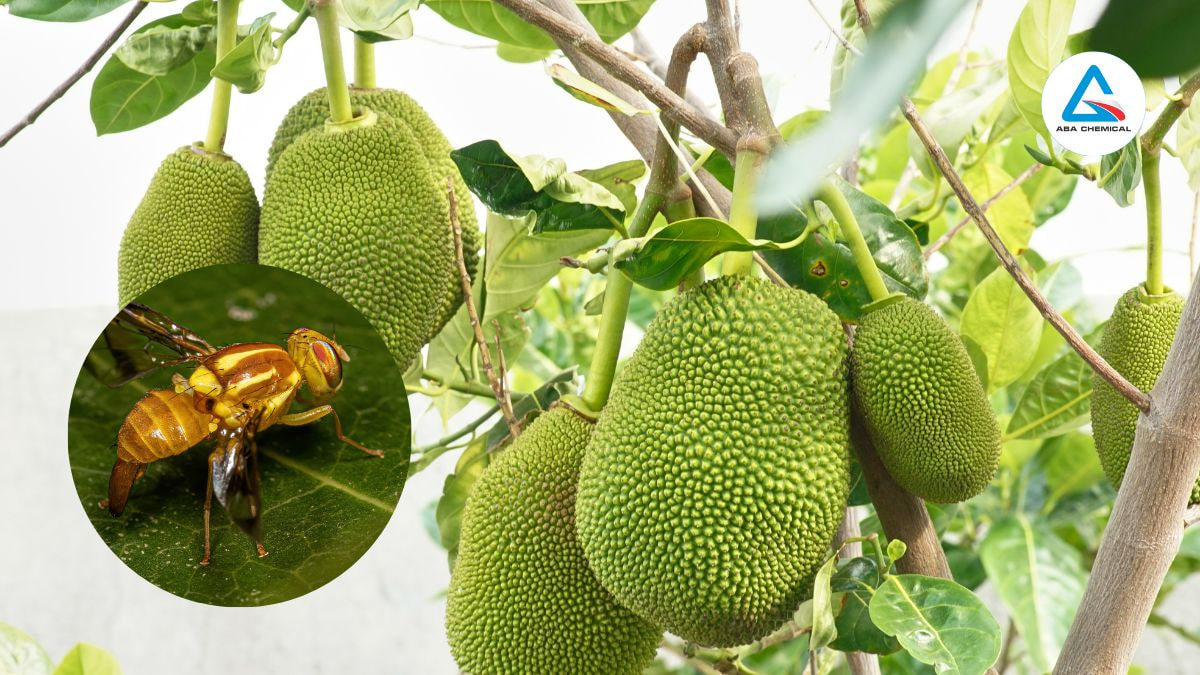 ruoi-duc-trai-hai-mit Ruồi đục trái hại mít - Mối nguy hại ảnh hưởng đến năng suất và chất lượng trái