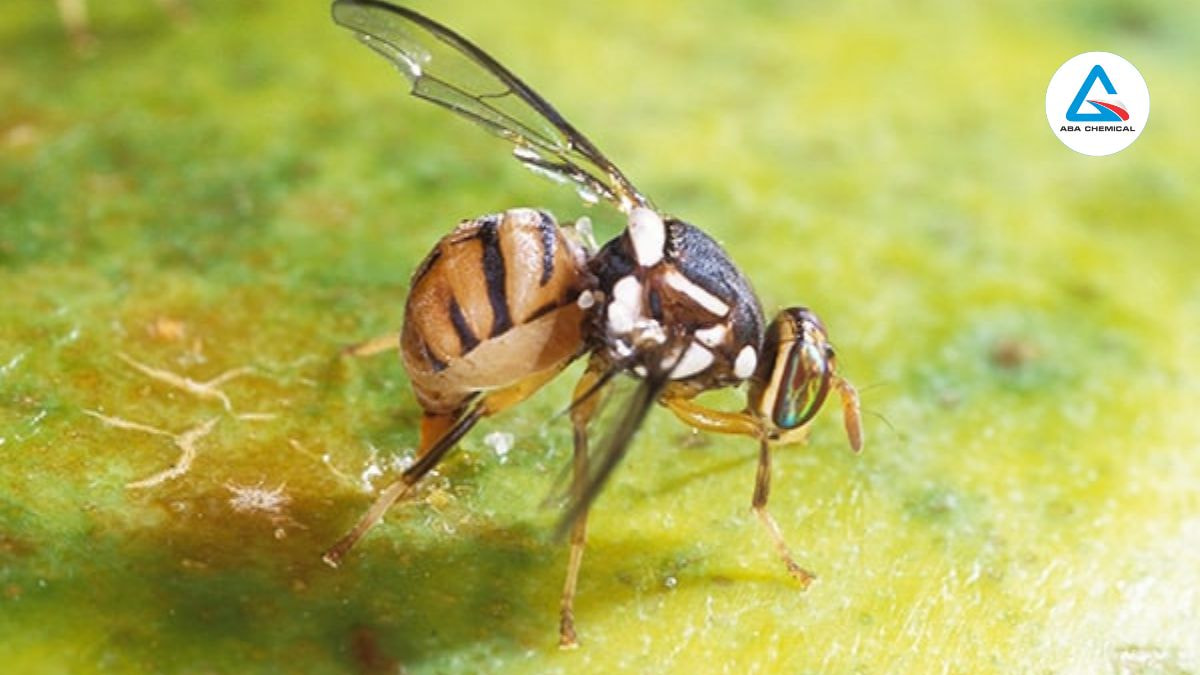 Ruồi đục trái khổ qua 