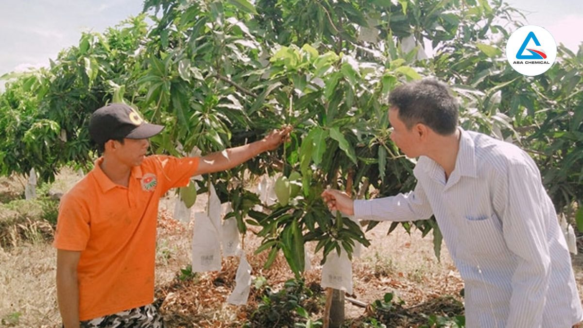 Dùng túi bao chuyên dụng bọc quả xoài từ khi còn nhỏ để ngăn ruồi đẻ trứng