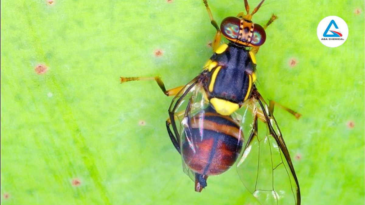 ruoi-duc-trai-xoai-abachemical ruoi-duc-trai-xoai-abachemical