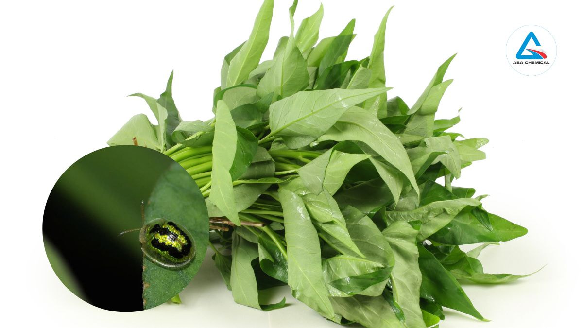 Sâu ba ba hại rau muống - Đặc điểm, Tác hại và Cách phòng trừ hiệu quả