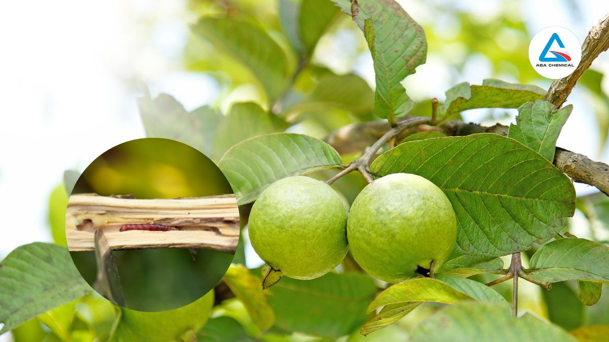 Sâu đục cành ổi: Nguyên nhân, Triệu chứng và Biện pháp phòng trừ