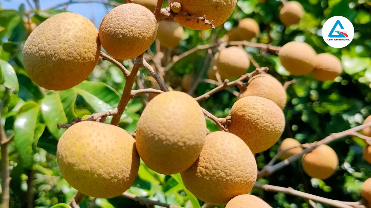 Sâu đục quả hại nhãn