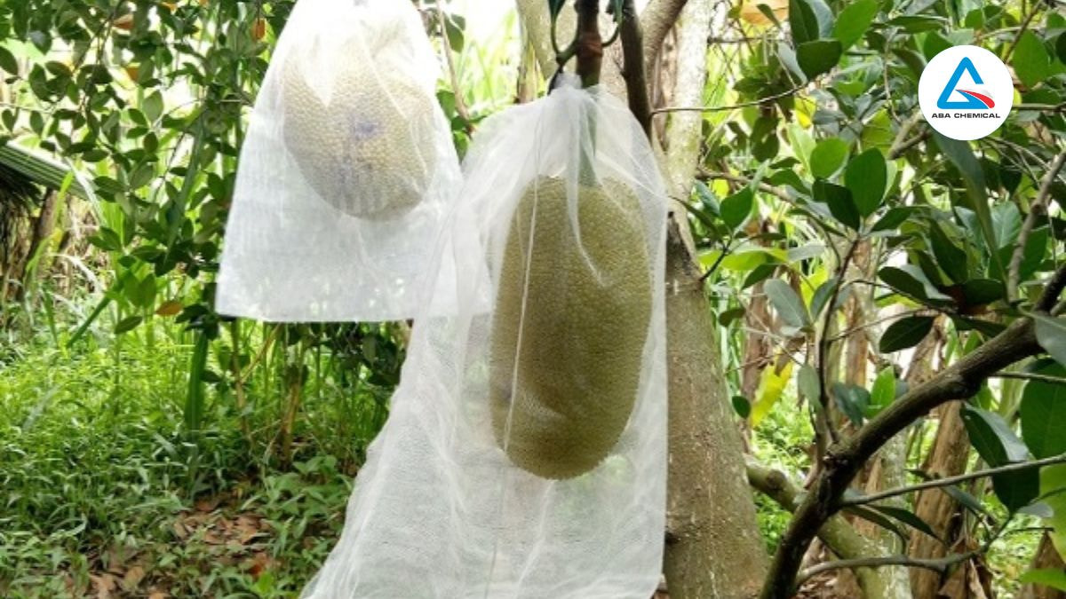 Dùng nilon hoặc giấy báo bọc quanh quả non ngay từ đầu để ngăn sâu tiếp cận.
