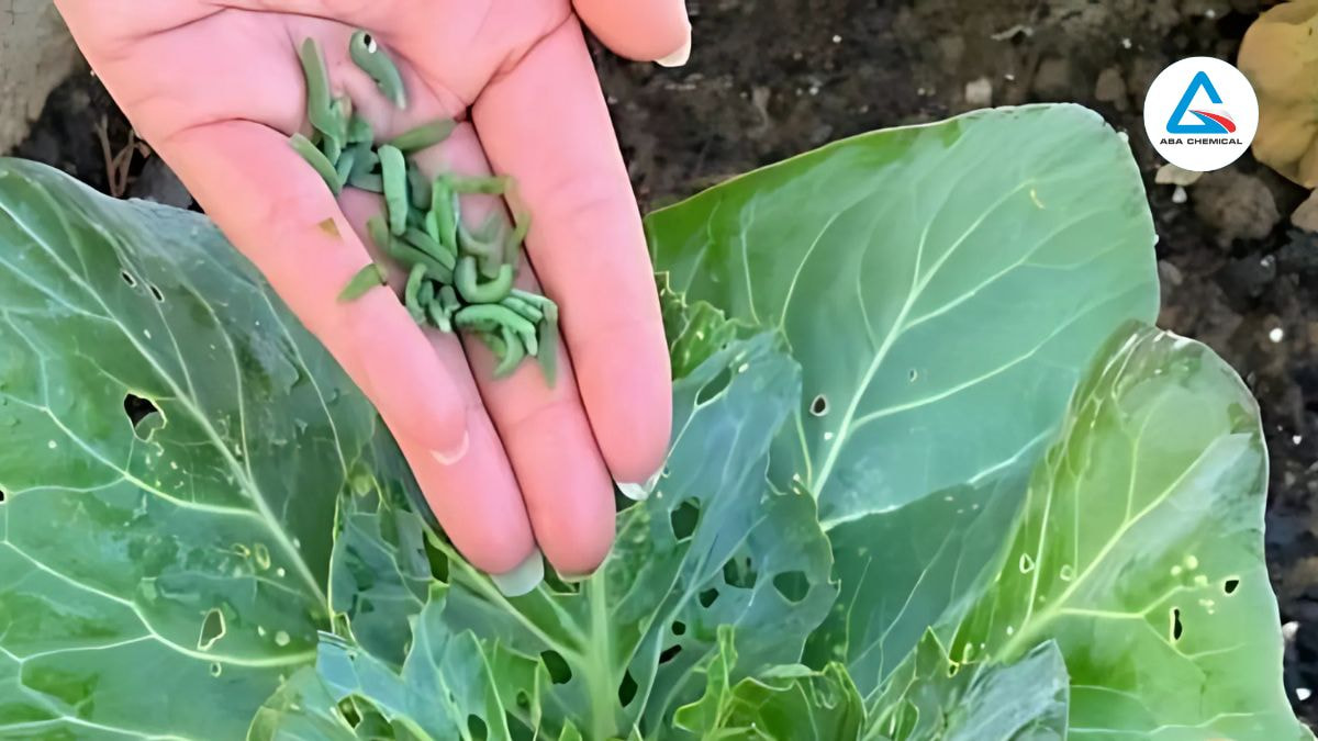 Biểu hiện của sâu tơ hại bắp cải ăn toàn bộ phần lá, gây ra những lỗ thủng lớn, làm giảm khả năng quang hợp và sức sinh trưởng của cây.