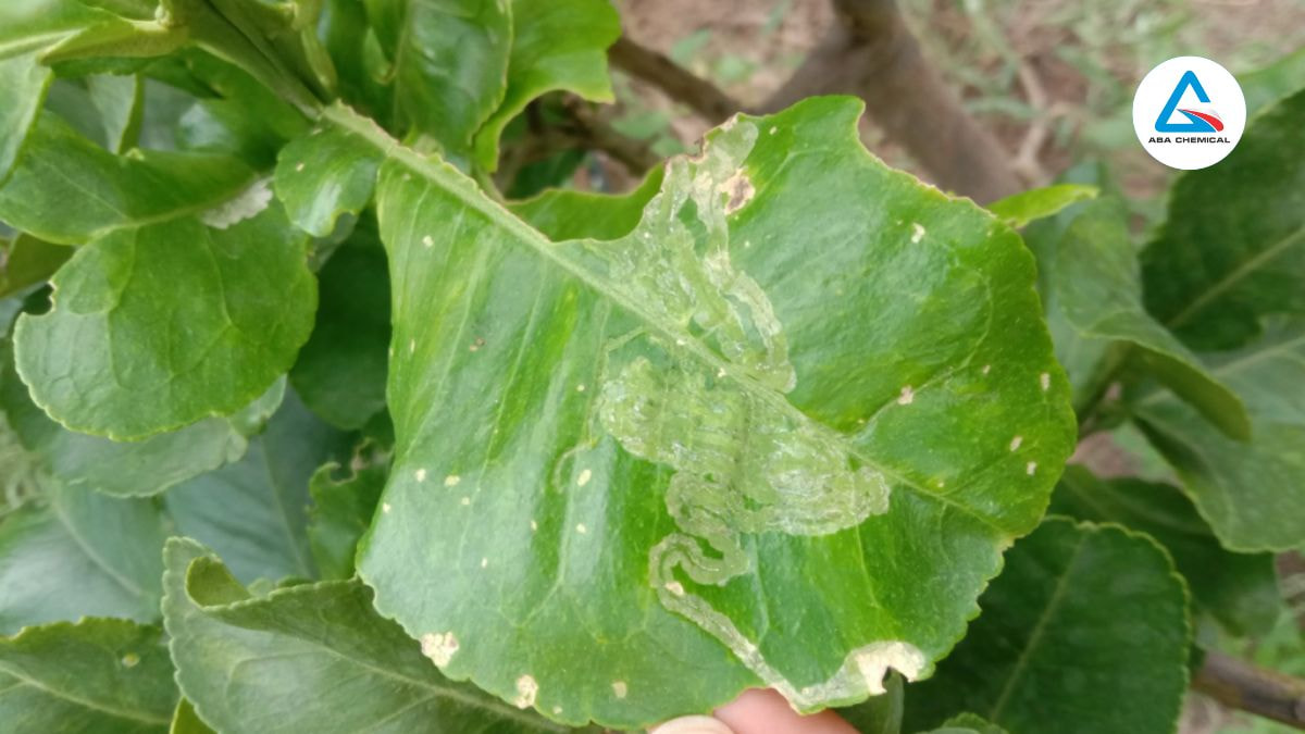 Hậu quả của sâu vẽ lá bí đao cây con bị sâu tấn công làm giảm khả năng sinh trưởng, lá kém phát triển.