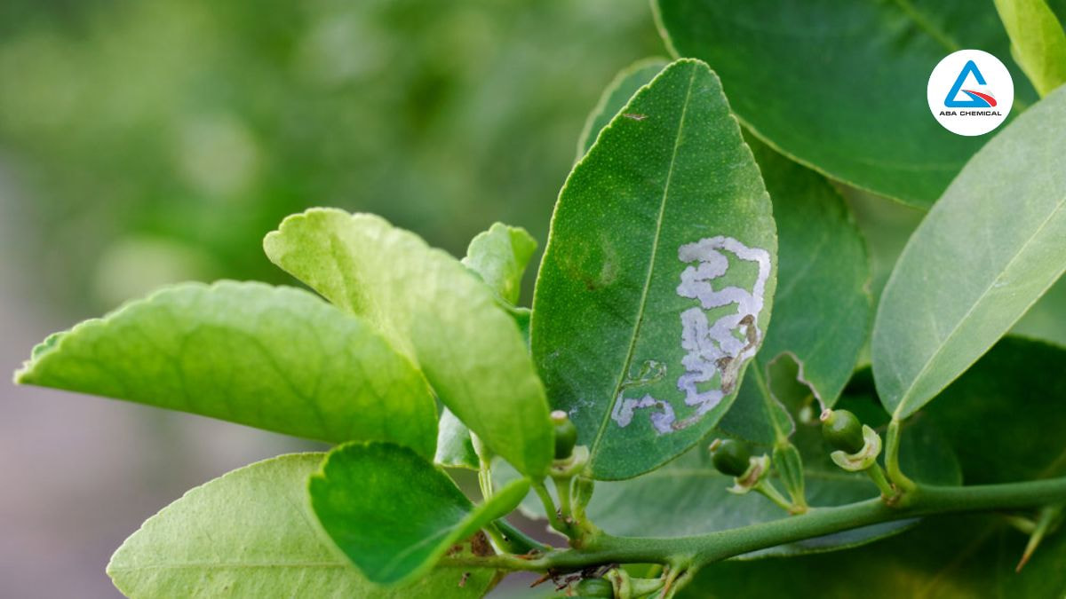 Sâu vẽ bùa hại chanh: Nhận biết, hậu quả & cách phòng trừ hiệu quả-abachemical