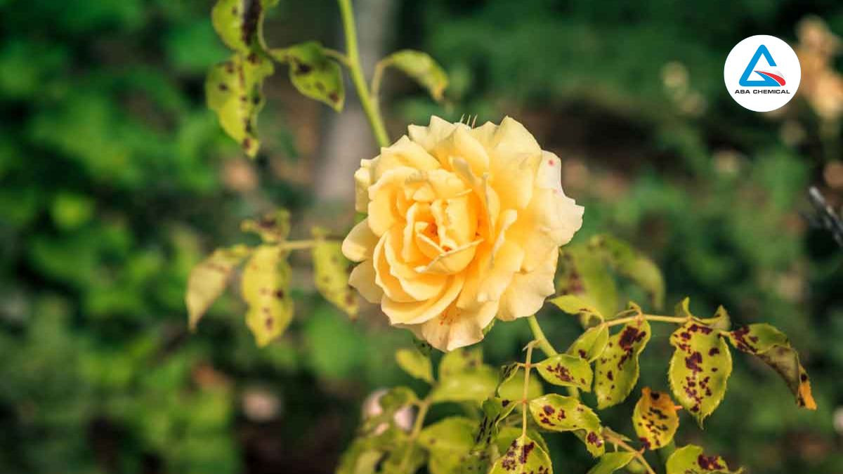 Lá non xuất hiện màng mỏng loang lổ do sâu non gặm biểu bì, ngọn hơi khuyết nhẹ.