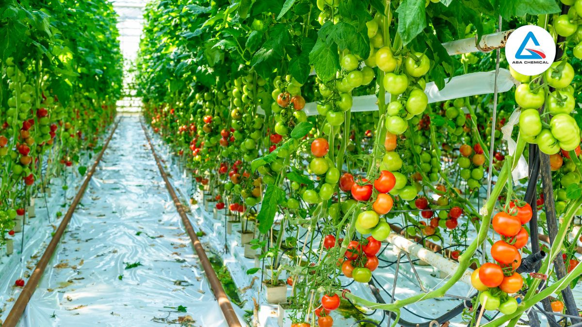 Sâu xanh hại cà chua – Nguyên nhân, triệu chứng và biện pháp phòng trừ
