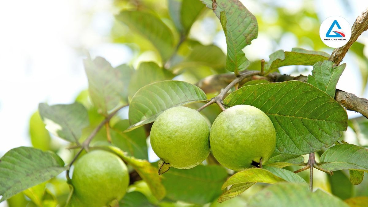 Tổng quan về cây ổi 