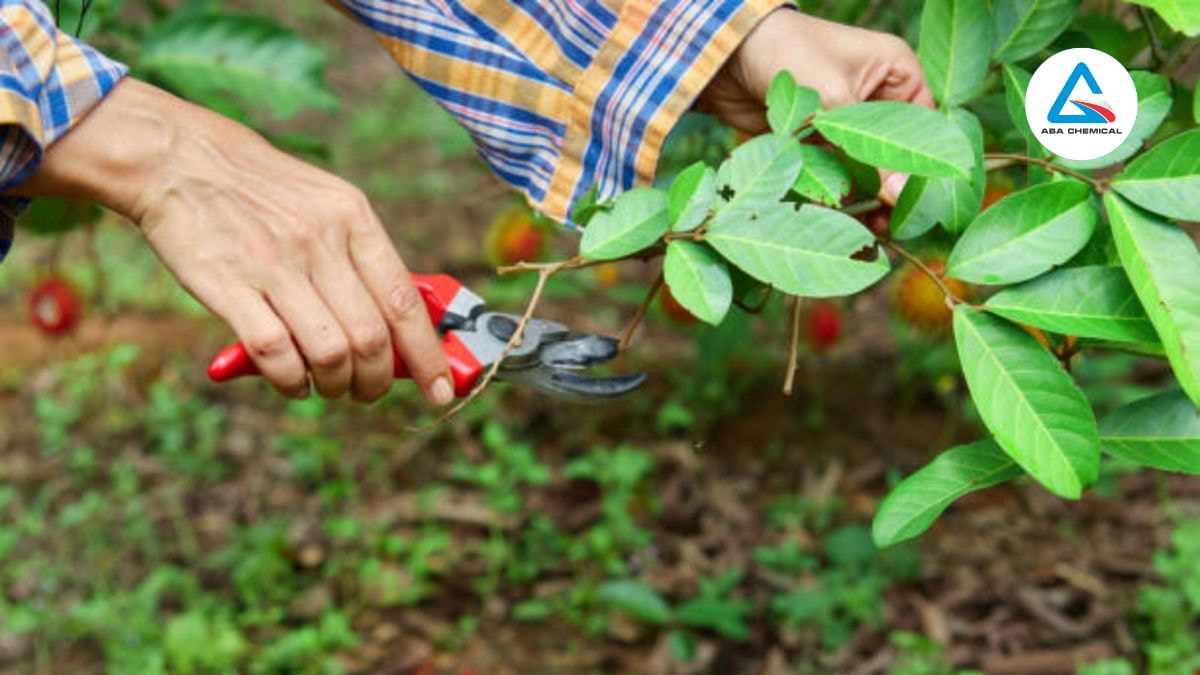 Loại bỏ cành khô, tán rậm để cây thông thoáng, hấp thụ ánh sáng tốt hơn.