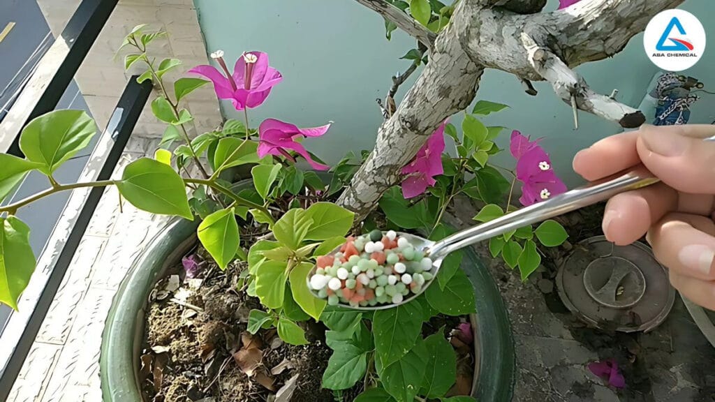 Bon-phan-npk-cho-hoa-giay