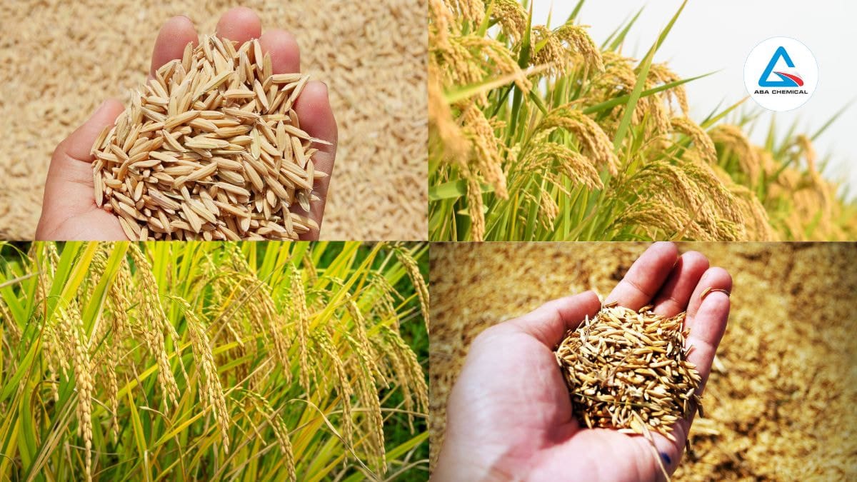 BỆNH LEM LÉP HẠT TRÊN LÚA