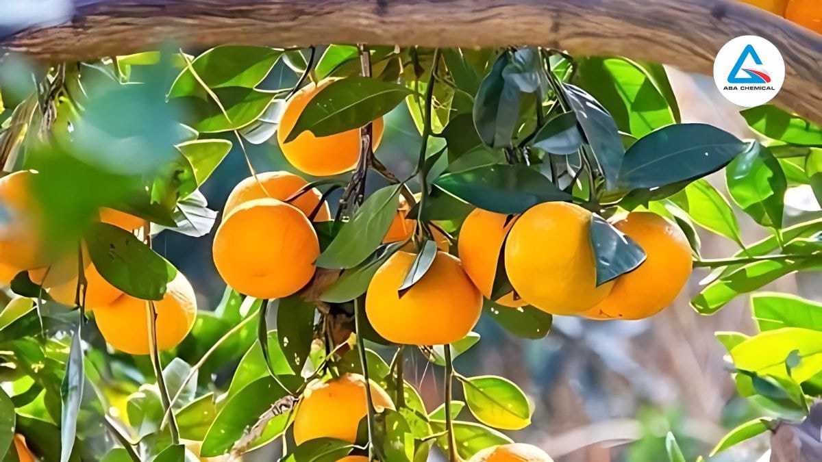 Nhện đỏ tấn công cây ăn quả làm ảnh hưởng lớn đên năng suất và chất lượng nông sản