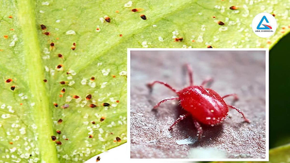 Bí quyết đánh bại nhện đỏ bảo vệ cây trồng-Abachemical